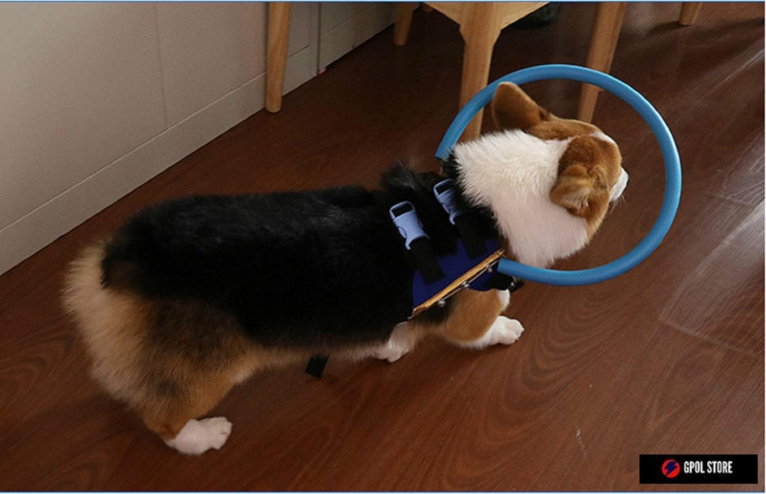 blind dog bumper collar amazon