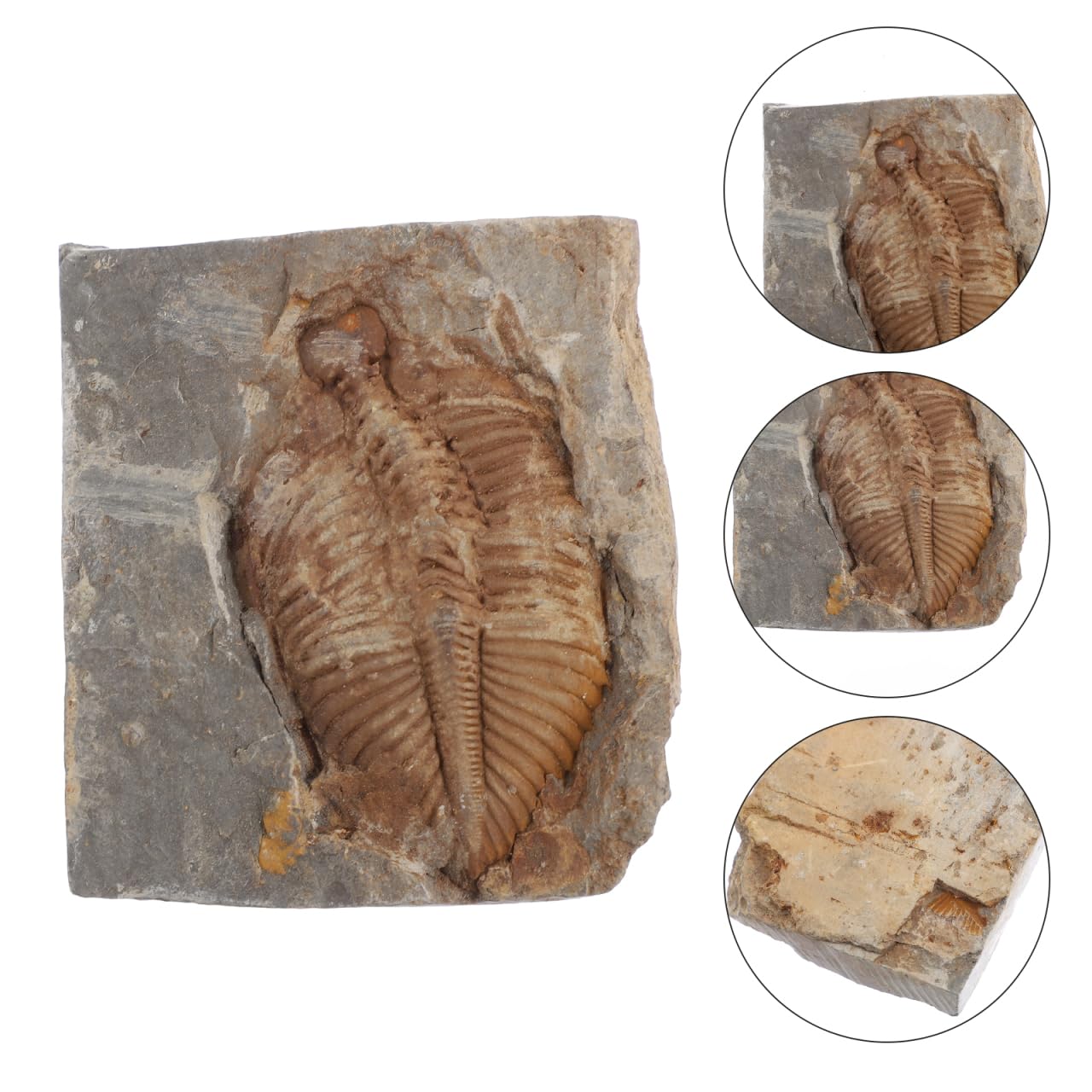 VALICLUD Trilobites naturels - Pierre fossile originale - Véritable pour la collection, l'enseignement et la décoration - Durable et fidèle aux détails pour les projets de biologie géologique