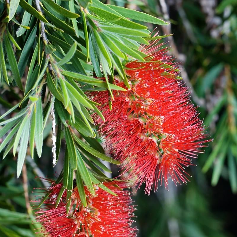Amazon.com : Callistemon citrinus (Scarlet Bottle Brush) Tree Seeds,  Vibrant Bottlebrush-Shaped Flowers, Seeds by MySeeds.Co, You Choose The  Amount (1/4 LB) : Patio, Lawn & Garden