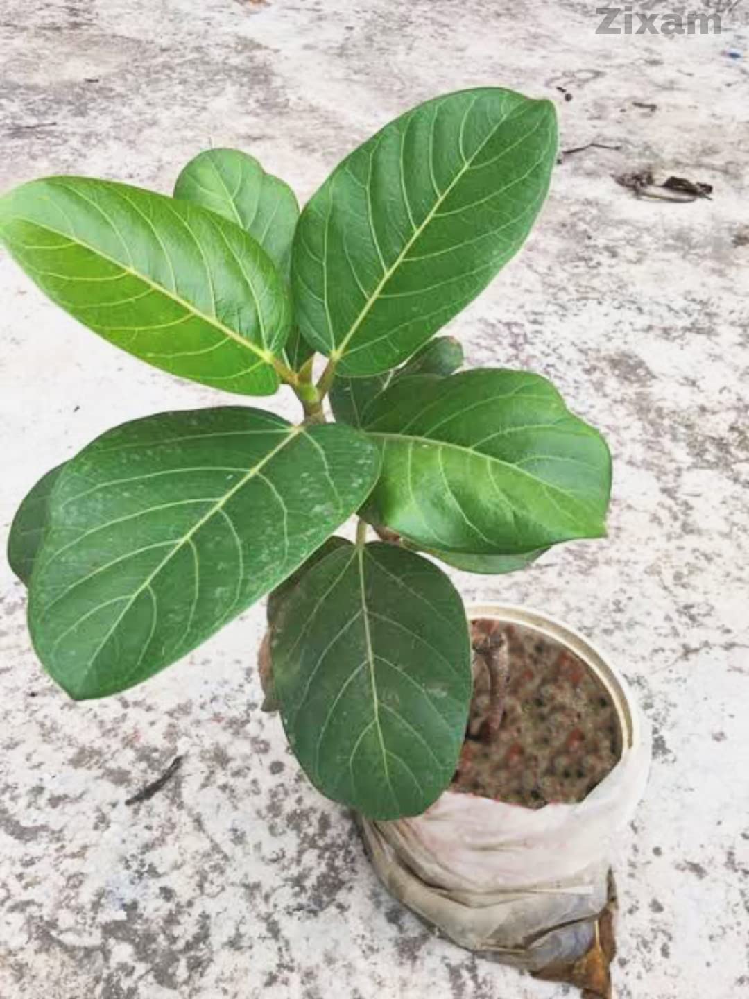Zixam Live Banyan Tree - Ficus Benghalensis, Wadh, Bargad Tree (B0C4PWXC84) Amazon Price History, Amazon Price Tracker
