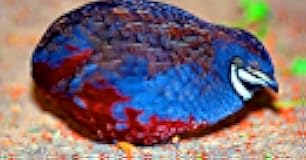 12+ Fertile Quail Hatching Eggs – 12 Exotic Button Quail Hatching Eggs – Mixed Varieties – Farm Fresh & High Hatch Rate – LSJ Farms - Ultra Rare