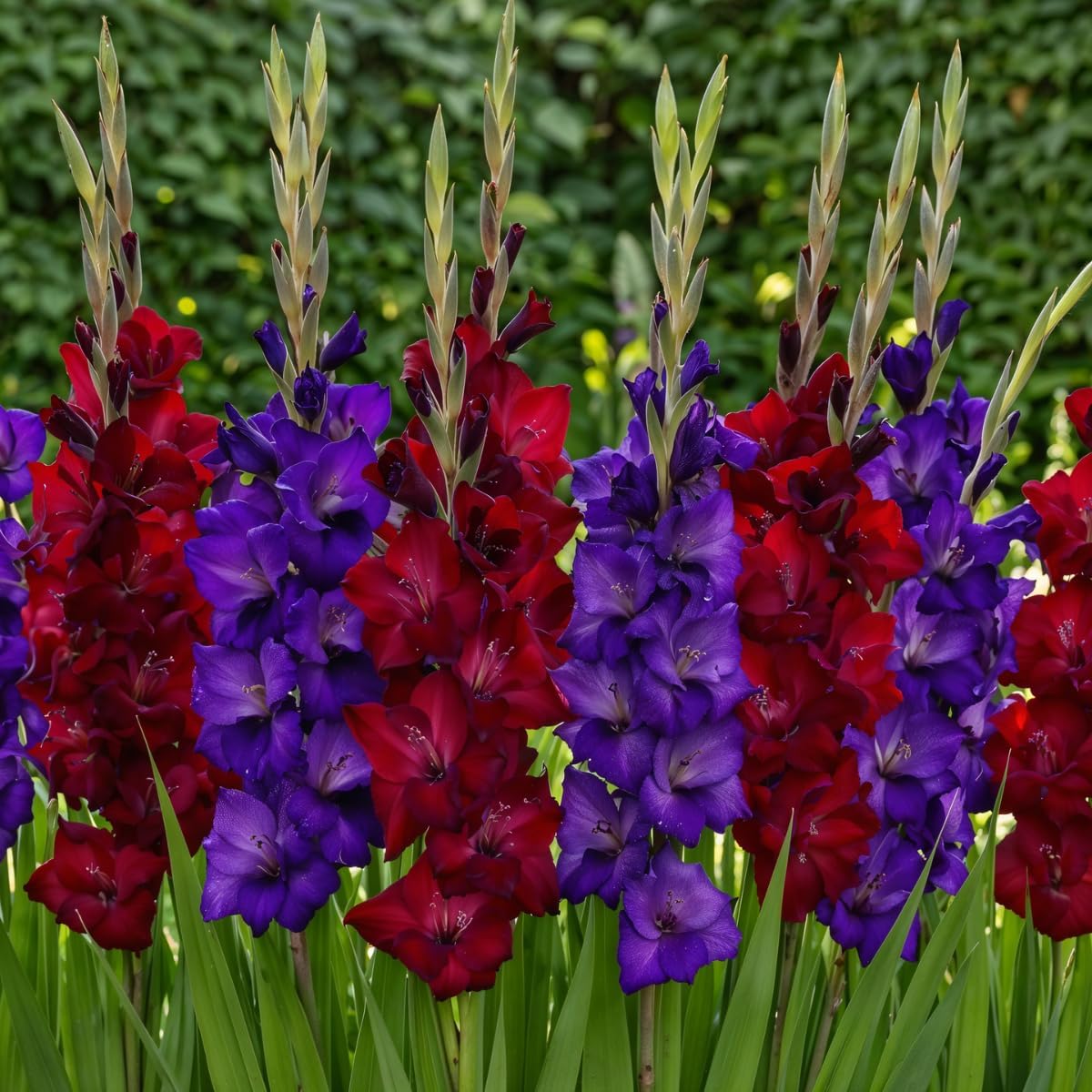 Multicoloured - Purple & Red