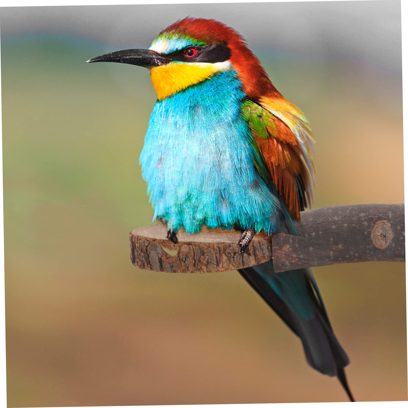 KESYOO 1Pc Wooden Pet Parrot Stand Pole Durable Bird Supplies Platform for Parrots and Other Pet Birds Natural Wood Color