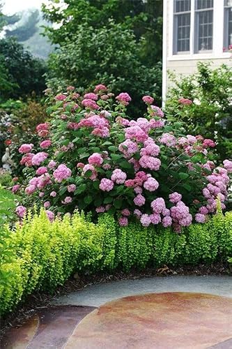 Pink Hydrangea (Paniculata) Shrub Flower Live Plant - 18 Inch Height For Yards And Home Garden Decoration #TOP6