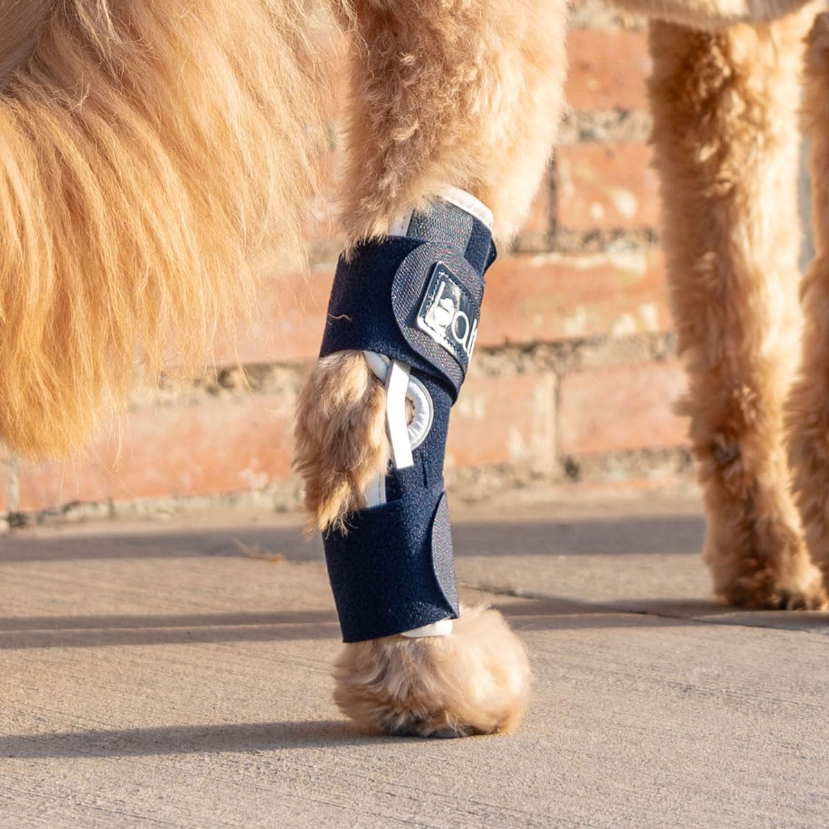 Aparato ortopédico convalecente para perro, Balto BT HOCK talla L