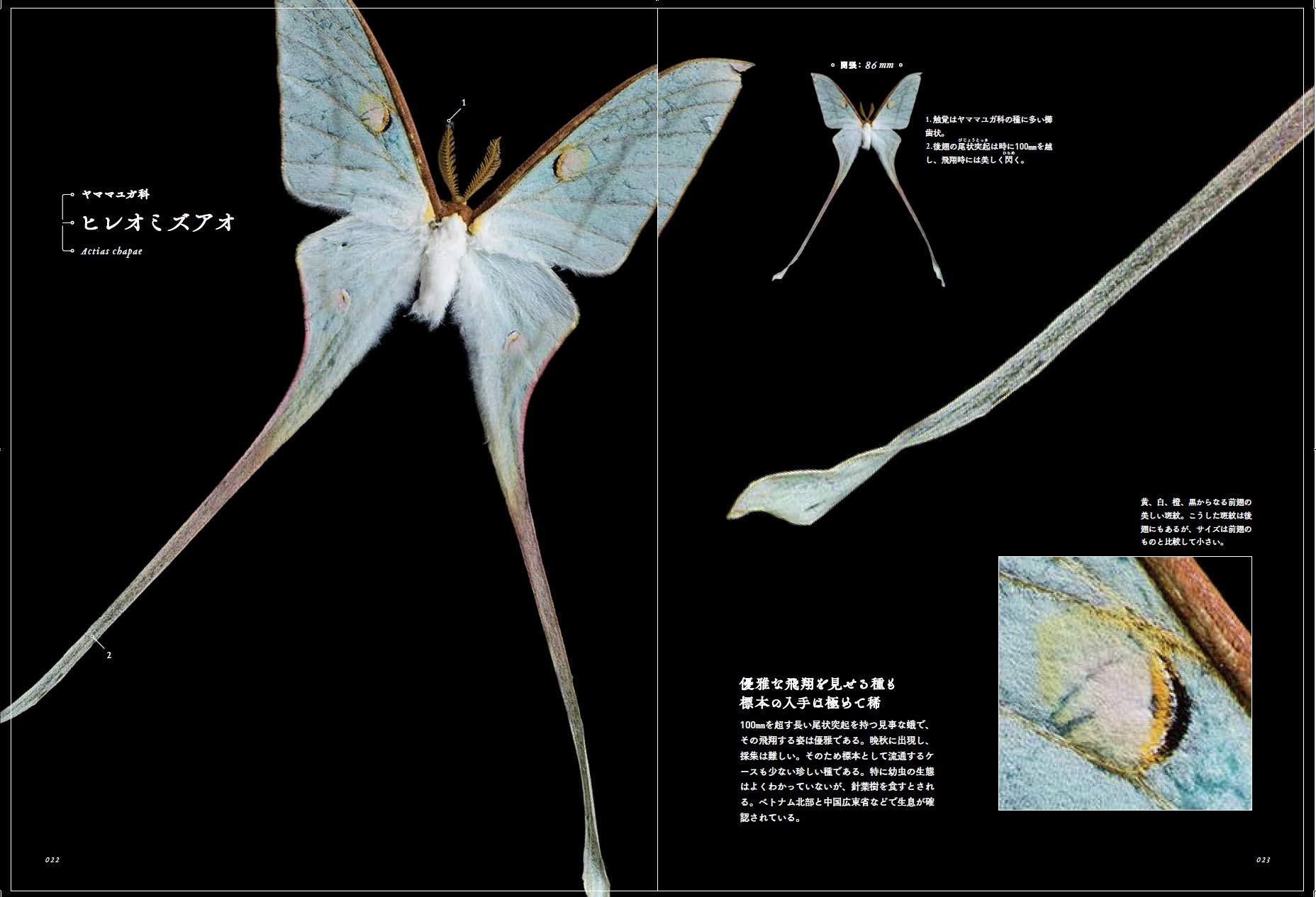 世界の美しい蛾 岸田 泰則 岸田 泰則 配送料無料