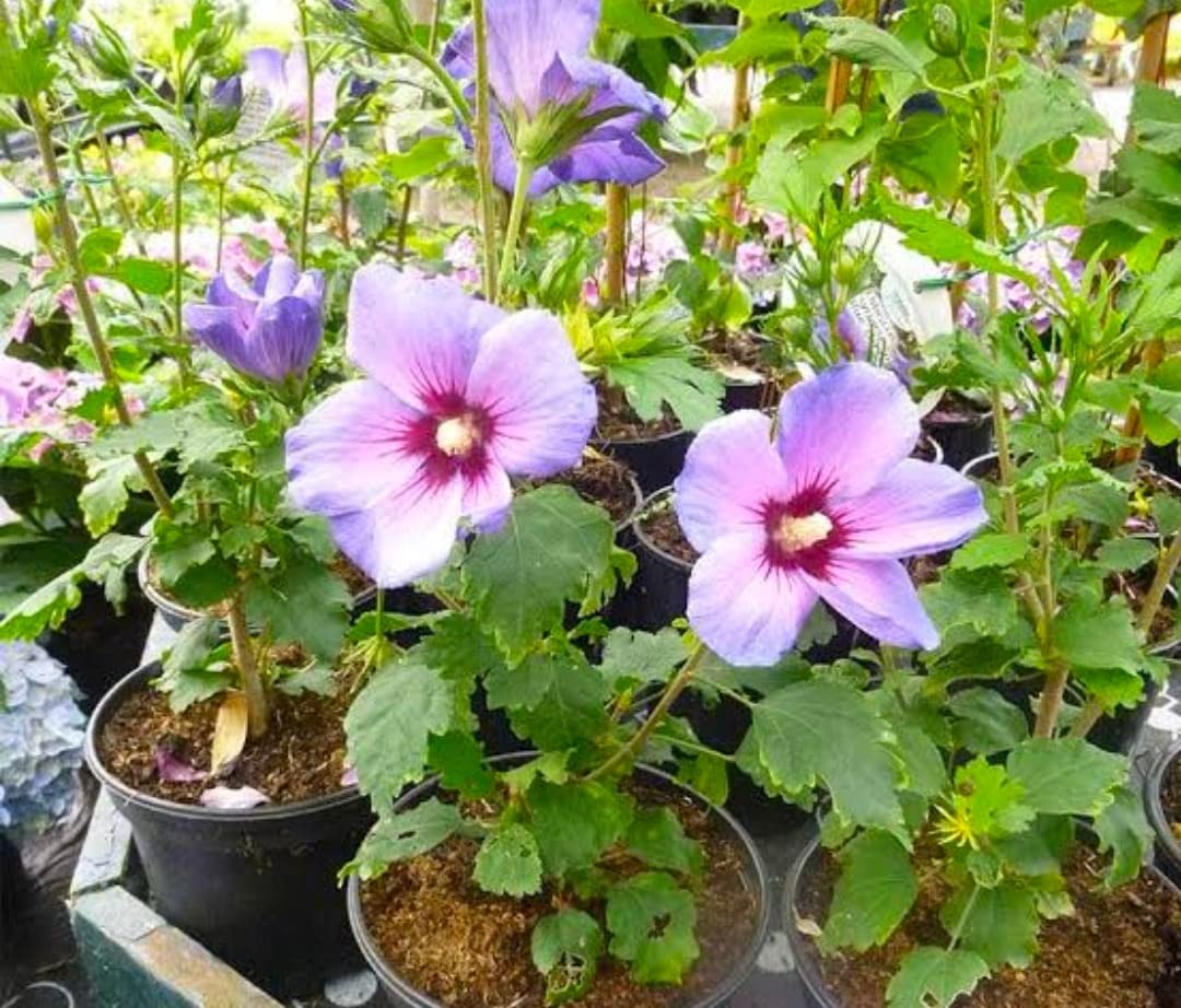 Natura GreenHouse 1 Live Hybrid Air Layered/Guti Kolom blue Hibiscus plant Nil Joba (Plant Height 1 ft) Flower After 4 Months (B0BSTZJ9JF) Amazon Price History, Amazon Price Tracker