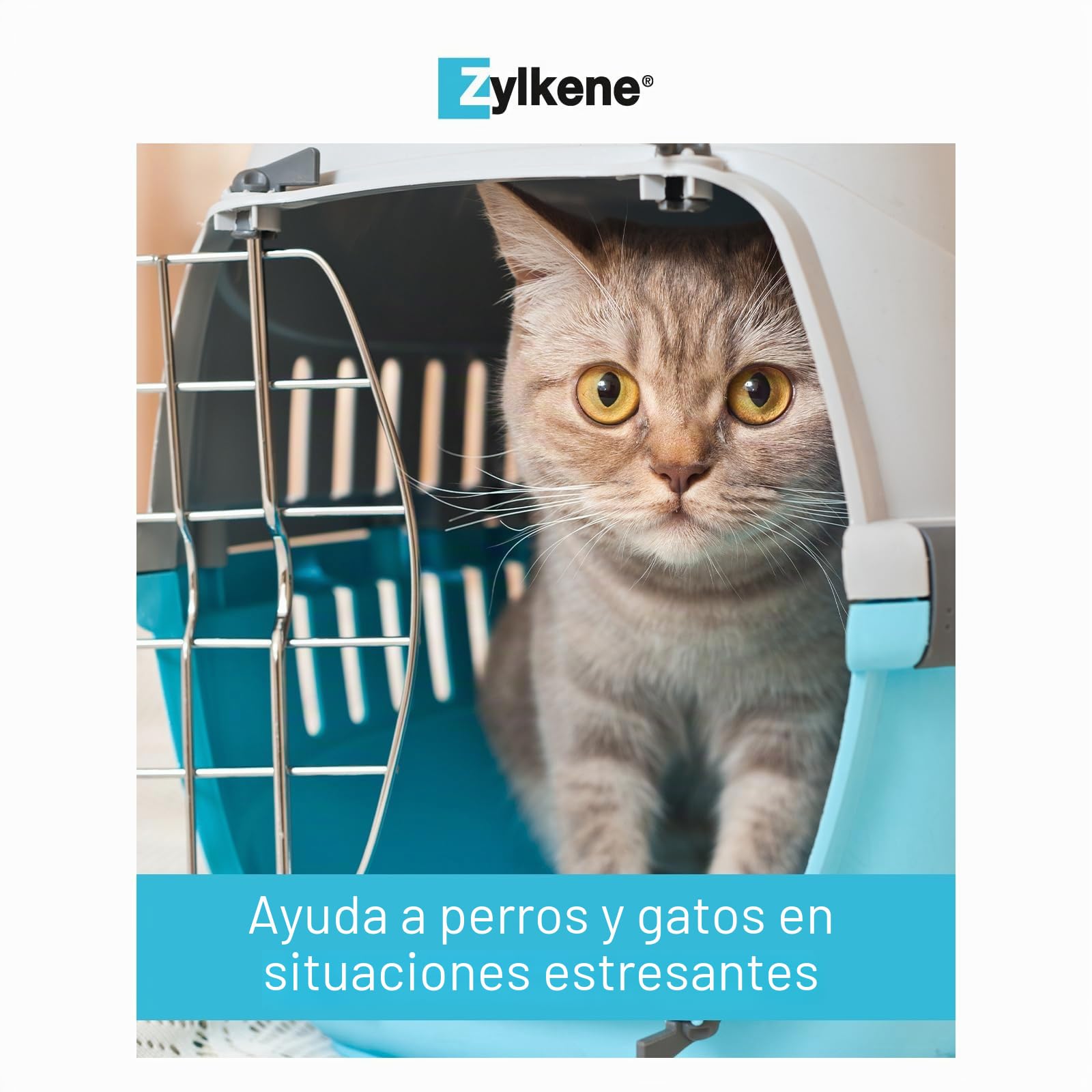 Zylkene - Suplemento antiestrés para perros y gatos 75 mg, Caja de 100 cápsulas