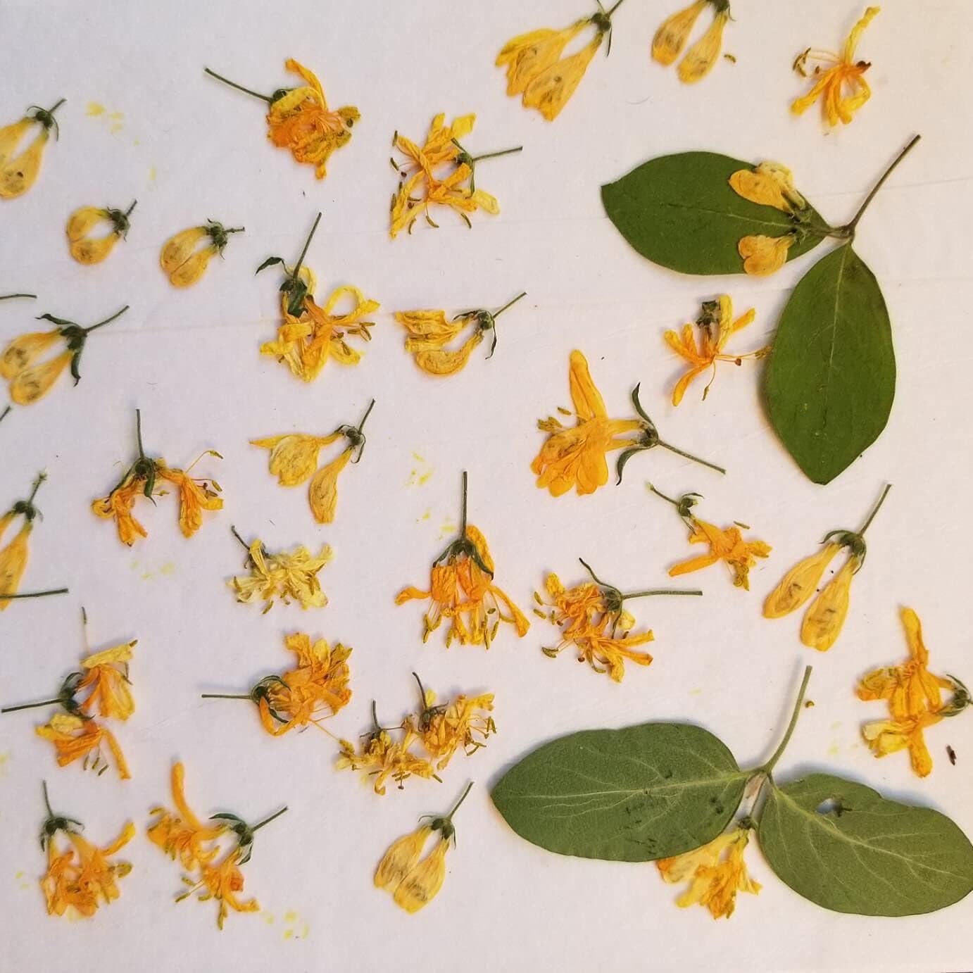 LIXINDEE Flower Pressing Accessories, A5 Flower Press Replacements kit for DIY Art Handicrafts