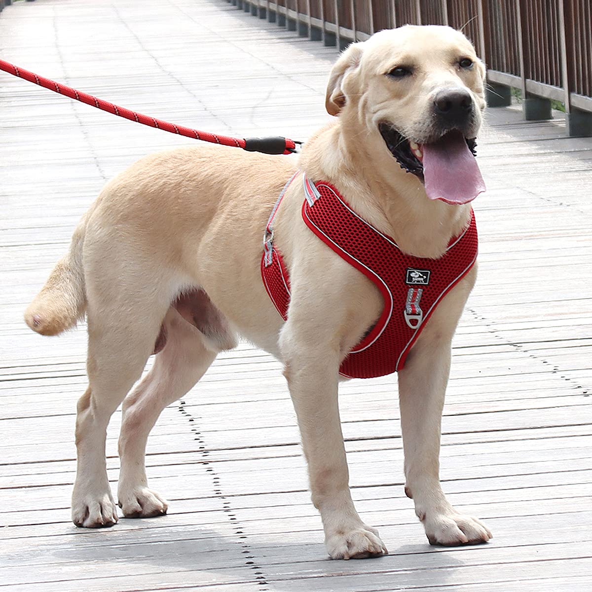 Arnés Reflectante Para Perro Pequeño - Chaleco De Malla Transpirable, Talla XL (Pecho 52cm)
