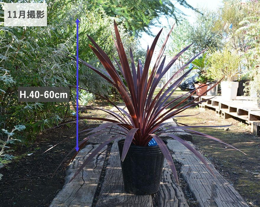 rara様コルジリネレッドスター大型140サイズ梱包不可→180サイズ変更 rara様コルジリネレッドスター大型140サイズ梱包不可→180サイズ変更