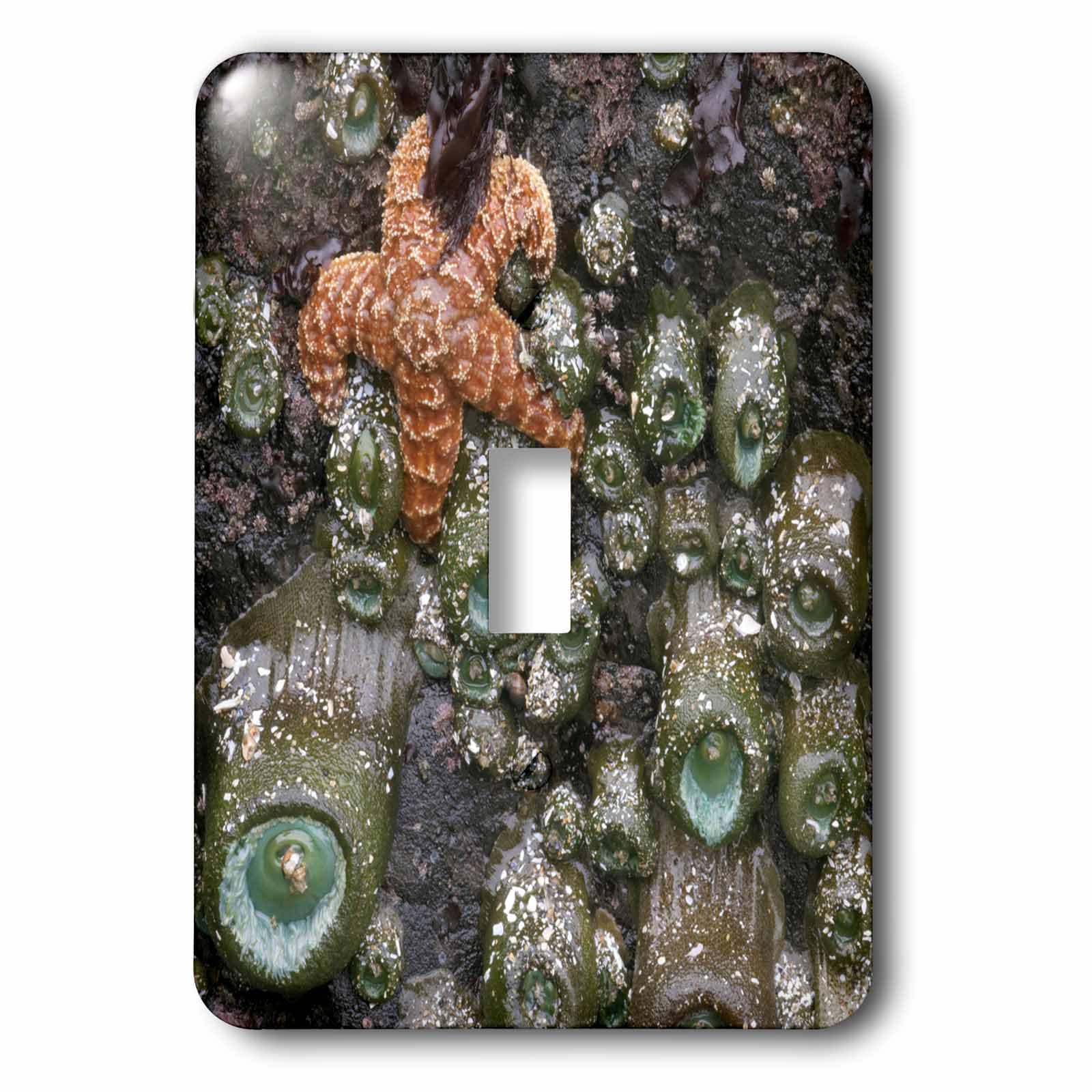 Interrupteur simple bascule 3dRose lsp_94106_1 décoration marine Oregon USA