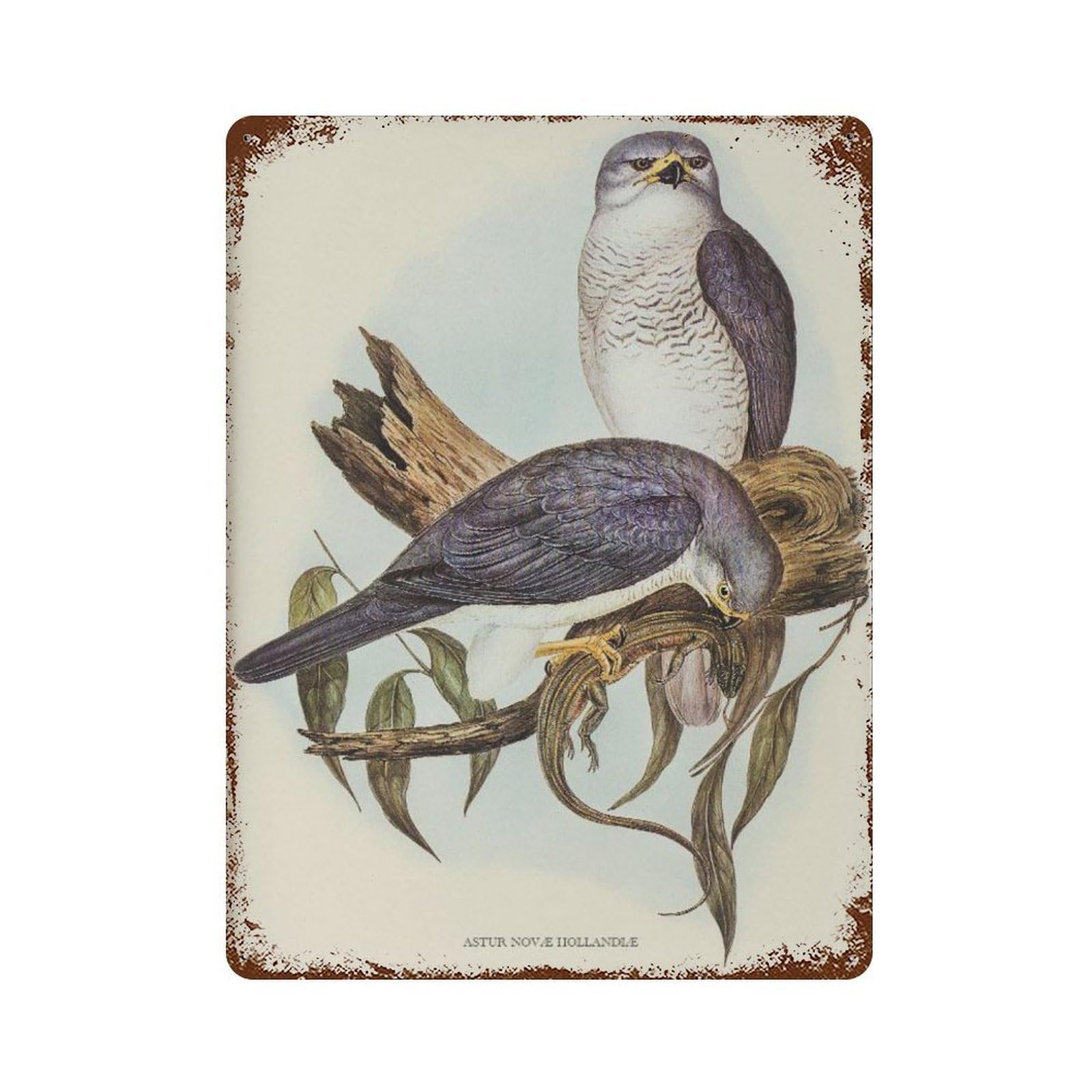 xiaoxiaoshen Vintage Bird French Country Wall Decor Art Metal Tin Poster Modern Home Decor Art Home Bar Shop Decorations Vintage Sign 40x30cm