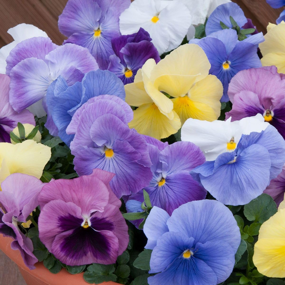 Pansy Matrix Silhouette Mix, Tray of 40 Plug Plants