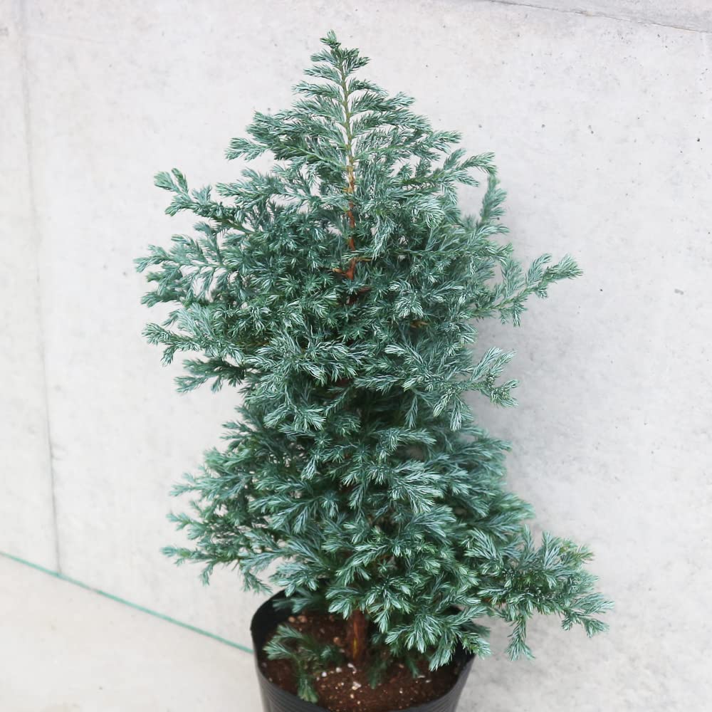 Amazon.co.jp: ITANSE コニファー ボールバード 5号 2個セット