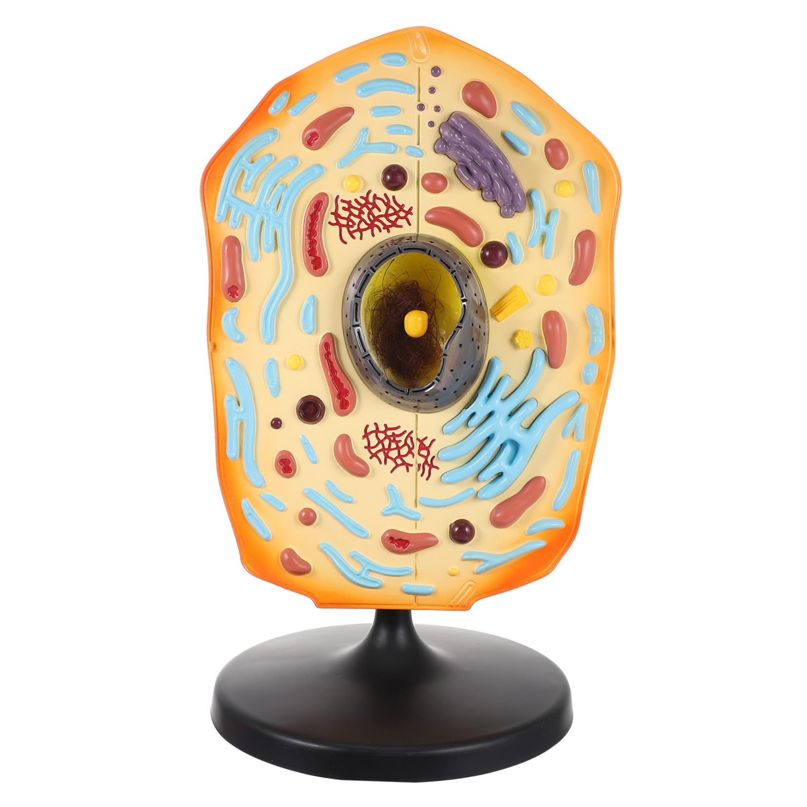 Tierzellmodell Lehrmodell für Biologieunterricht aus Abs | Anatomisches Tierzellmodell, für Forschung und Schule, Kompakte Lernhilfe aus Abs