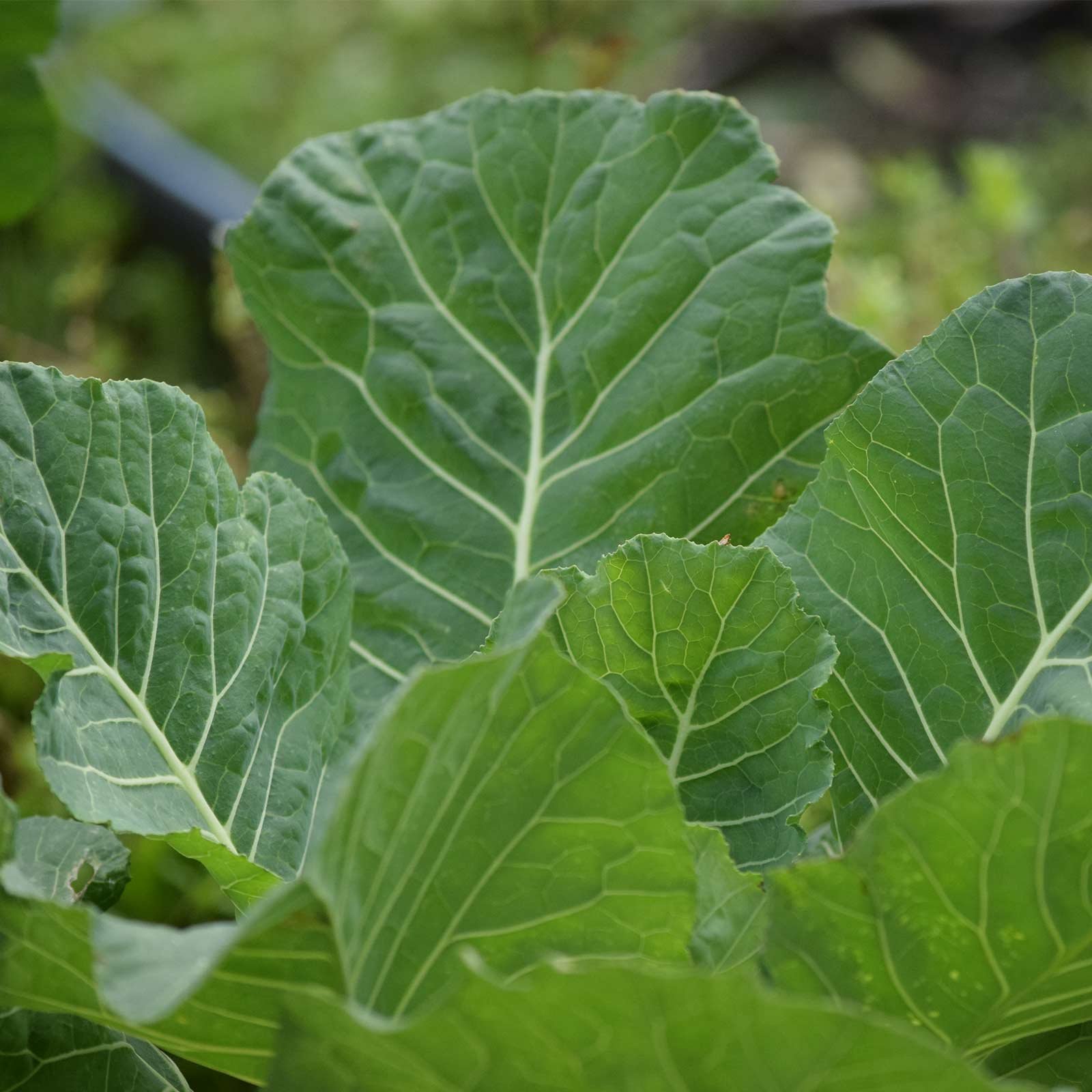 Georgia Southern Collards Seed 1 Lb