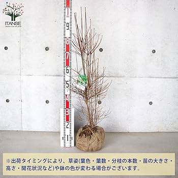 Amazon.co.jp: ドウダンツツジ(満天星躑躅) 根巻大苗【品種で選べる