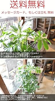 Amazon｜シェフレラ ホンコンカポック 8号鉢サイズ 白色 セラアート鉢