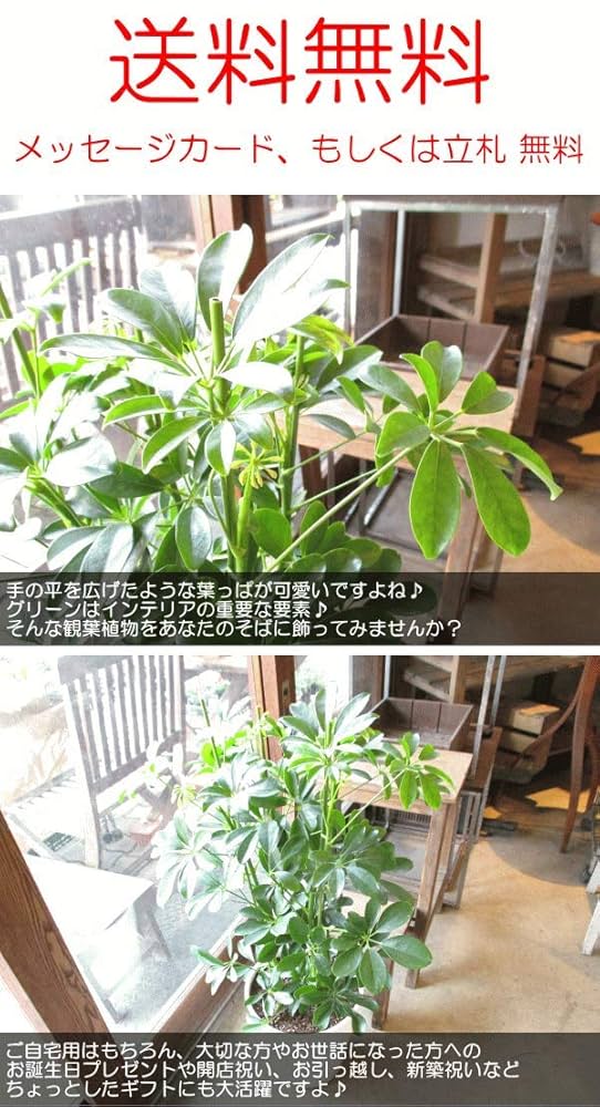 Amazon｜シェフレラ ホンコンカポック 8号鉢サイズ 白色