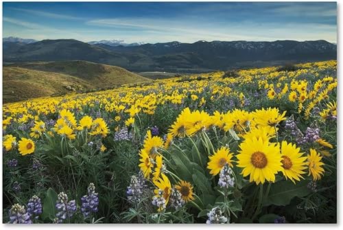 Trademark Fine Art WAP01796-C1624GG Methow Valley Wildflowers IV, 16x24