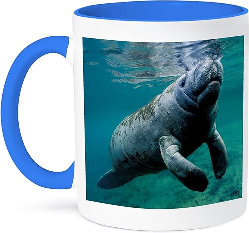 3dRose mug_45536_6 "West Indian Manatee Trichechus manatus in Florida, USA" Taza azul de dos tonos, 11 onzas, multicolor