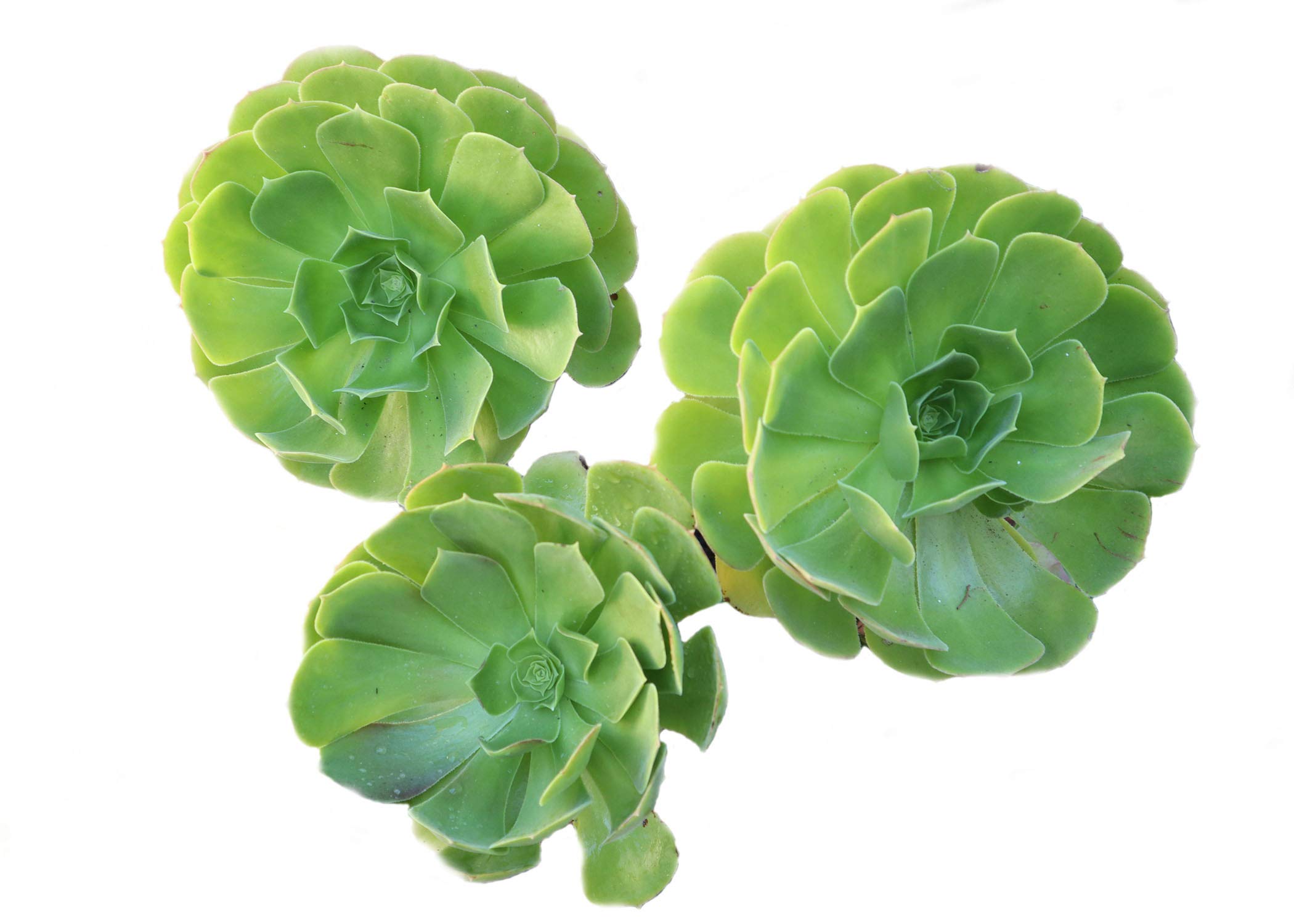 Succulent Plants, Succulent Cuttings, Irish Rose Succulents 3 Jumbo Real Live Succulent Cuttings/Unique Succulents for Garden- 3 Jumbo Irish Rose