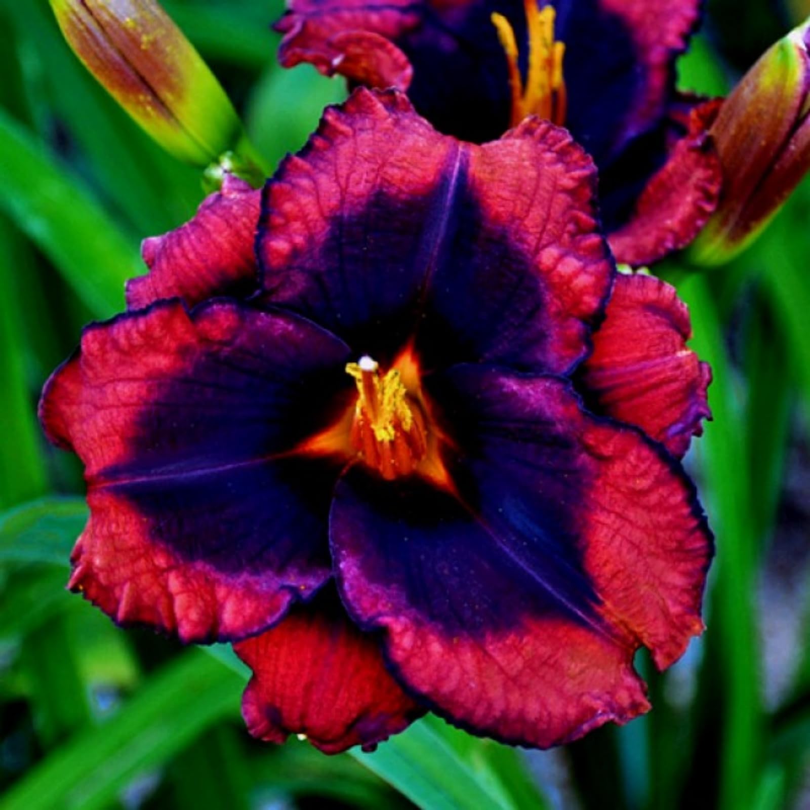 Hemerocallis Bulbs for Planting Now UK, Golden Jade Carving, Daylily Rhizome. Perennial for Garden Planting, That Grow Fast, Daylily Bulbs-15Bulbs-F
