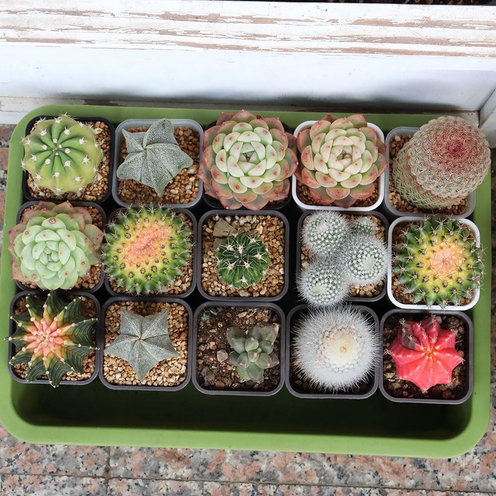 BangQiao 180 Pack 1.95 Inch Tiny White Plastic Square Nursery and Seedling Pot, Mini Deep Transplant Seed Starter Planter with Drain Hole for Germination, Herb, Succulent - Image 8