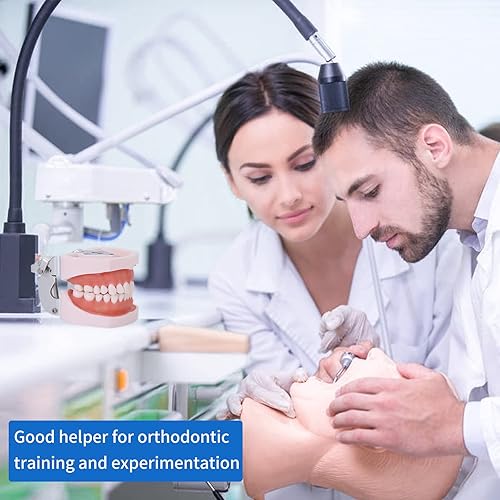 Miniatura 6 de Modelo de dientes Typodont - Modelo de práctica de enseñanza de dientes extraíbles, modelo de demostración de Typodont, viene con un destornillador