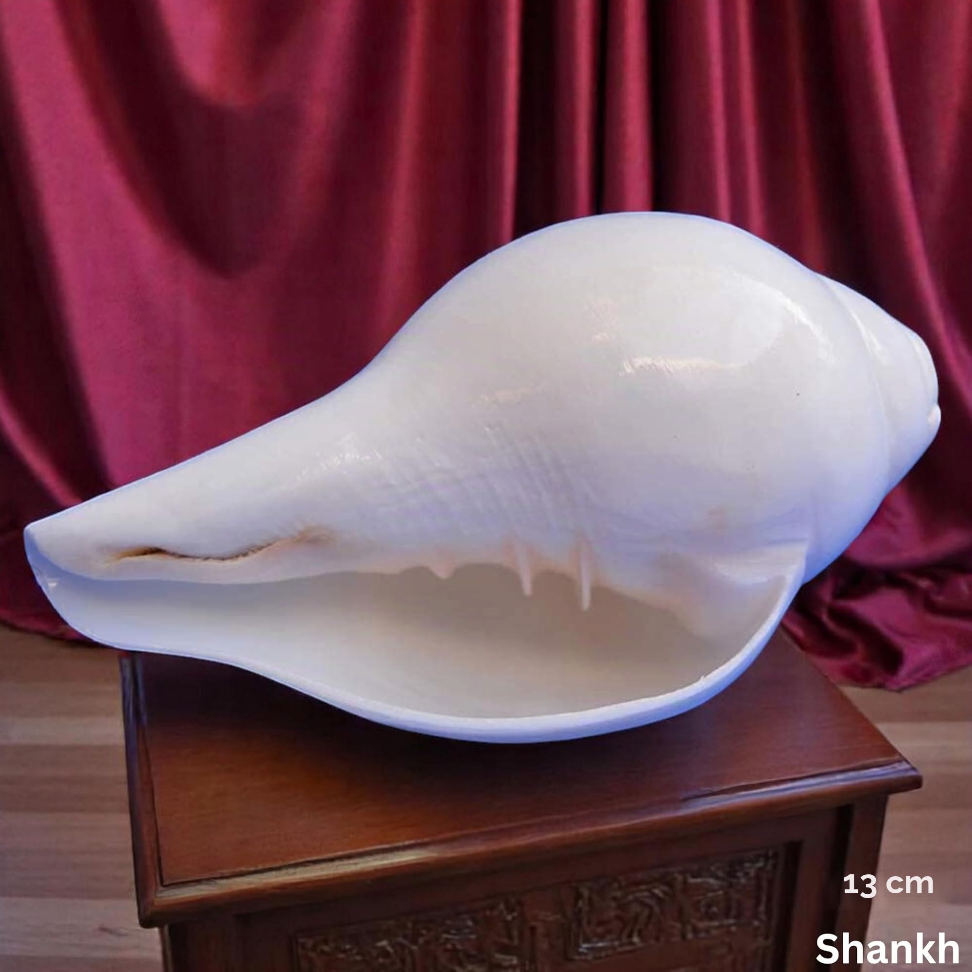 Original Blasender Schaft (VAMAVARTI BAJNEWALA) Schneckenmuschel – lauter und großer Vamavarti blätender Schaft (weiß) ~ Shankha-Muschelschalen – Meeresmuschel für Lungenstärke/Immunität 5" inch weiß