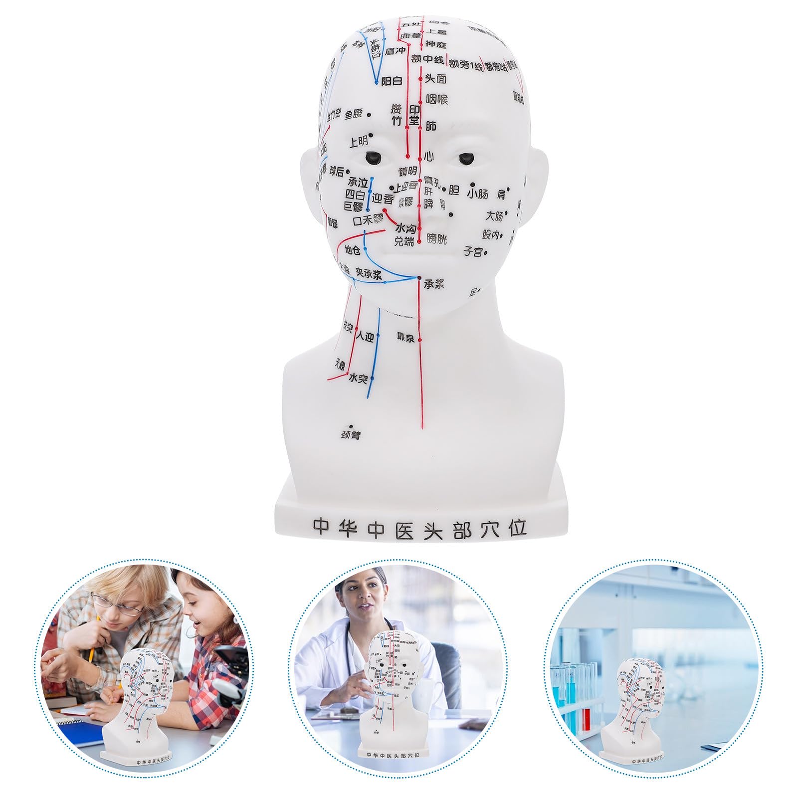 Medizinisches 20cm Akupunkturkopfmodell aus Pvc Modell Kopfmassage mit Ergonomischem Design als Lehrhilfe für Gesundheitsdemonstrationen im Klassenzimmer