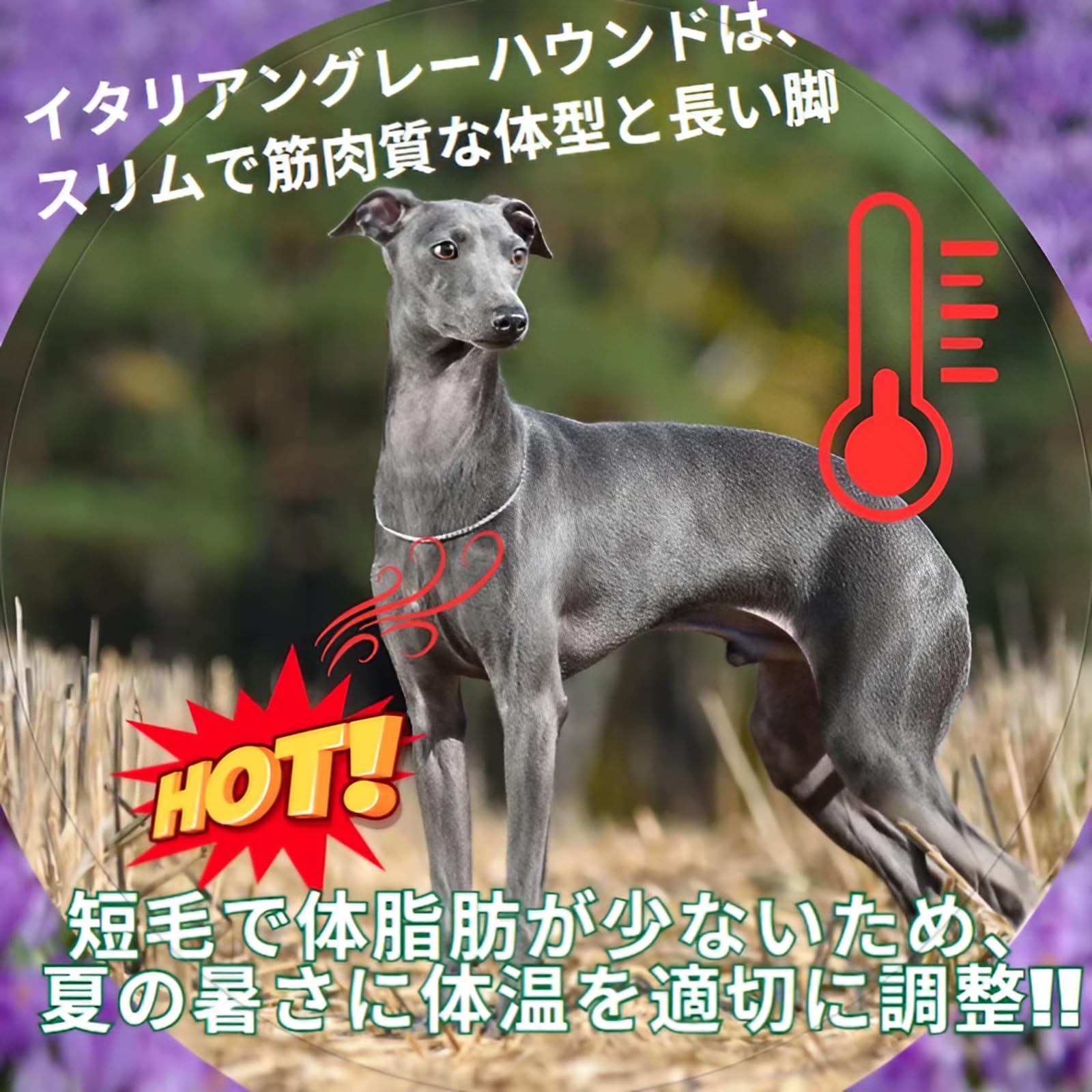 Amazon | manatom イタグレ服 春夏用 小型犬 中型犬 コットン ソフト