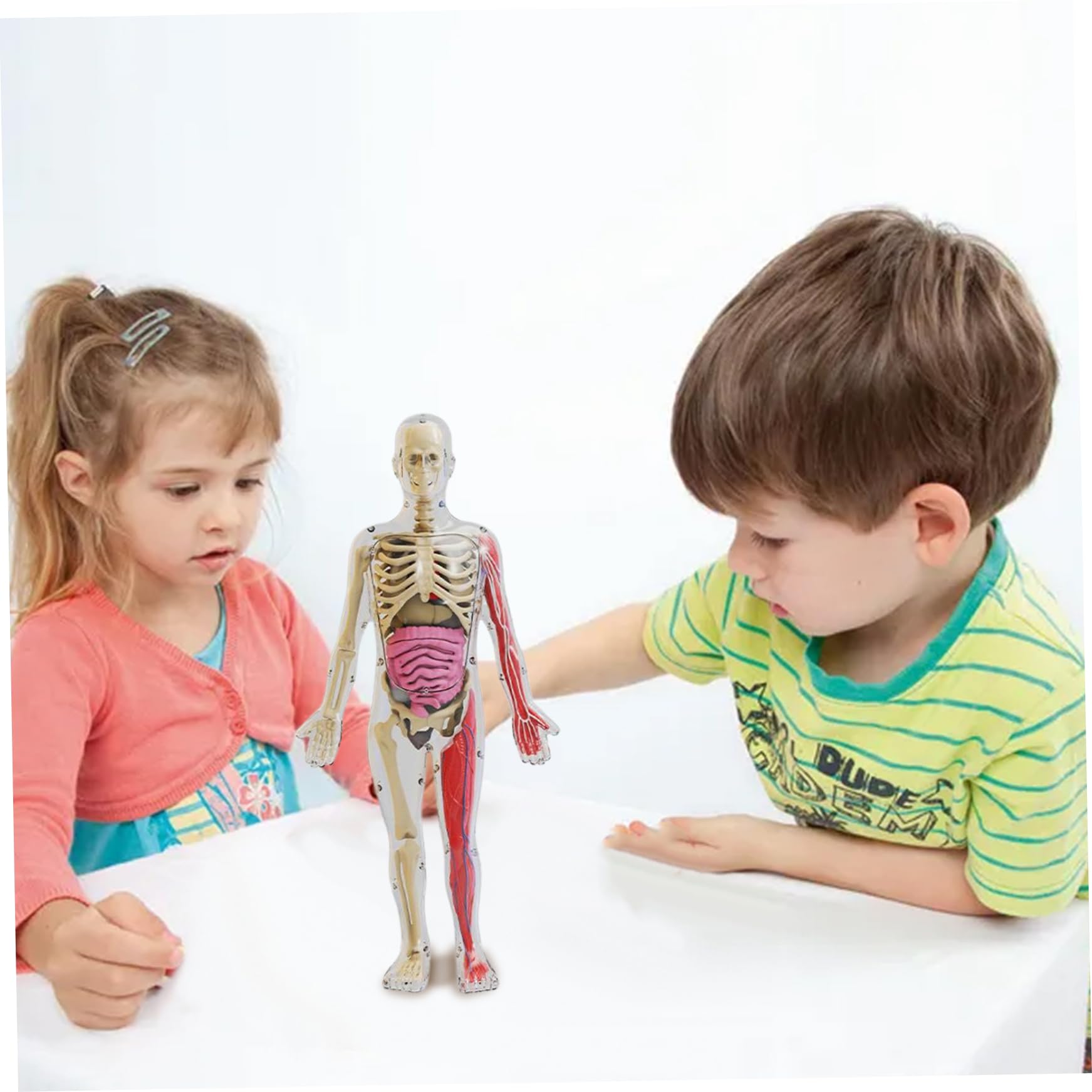 Modelo de Cuerpo Humano para niños, Modelo de anatomía Humana Realista Que Brilla en la Oscuridad, Cuerpo Desmontable de Bricolaje, anatomía educativa para Regalos de niños