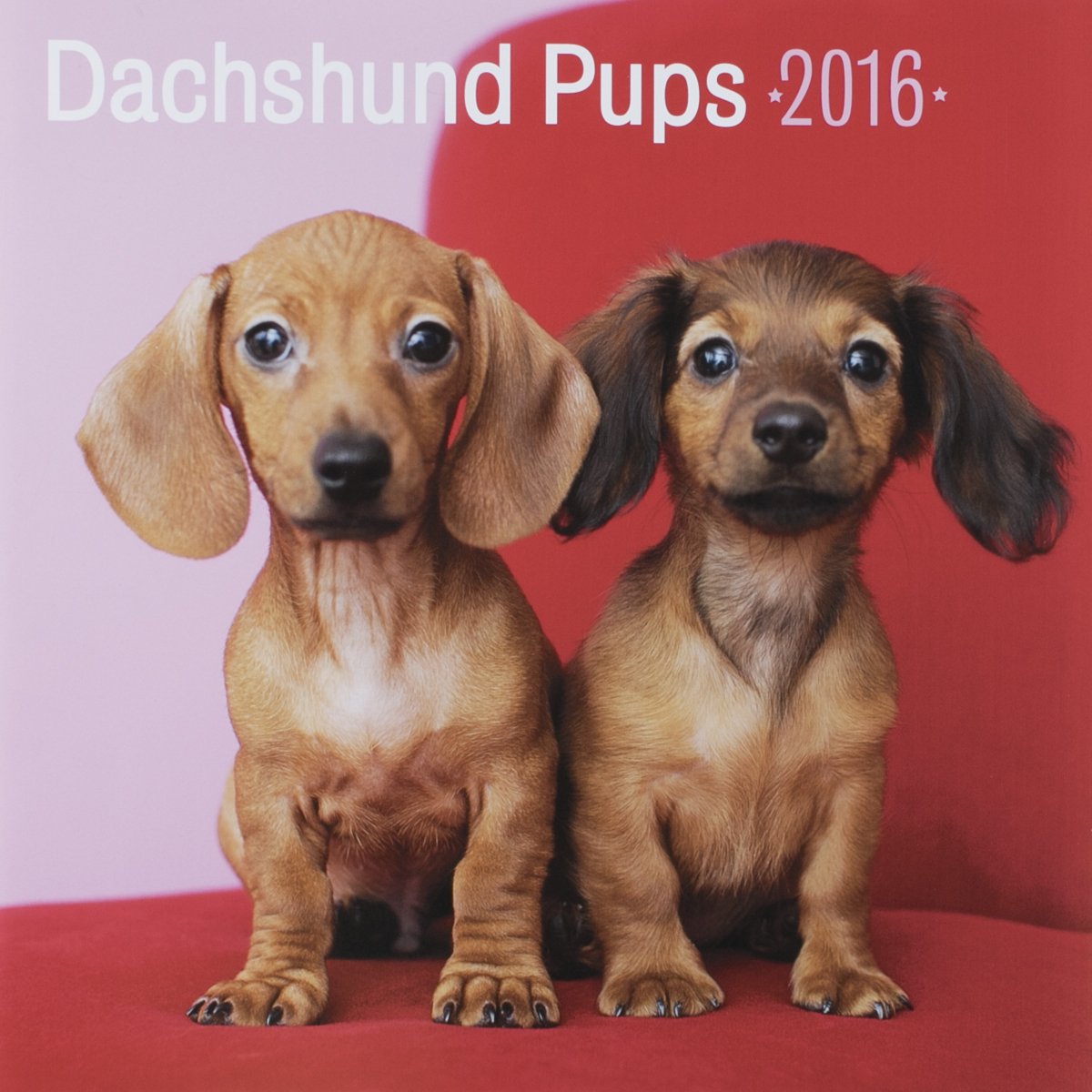 DaySpring 12" x 12" 2016 12-Month Wall Calendar, Dachshund Pups