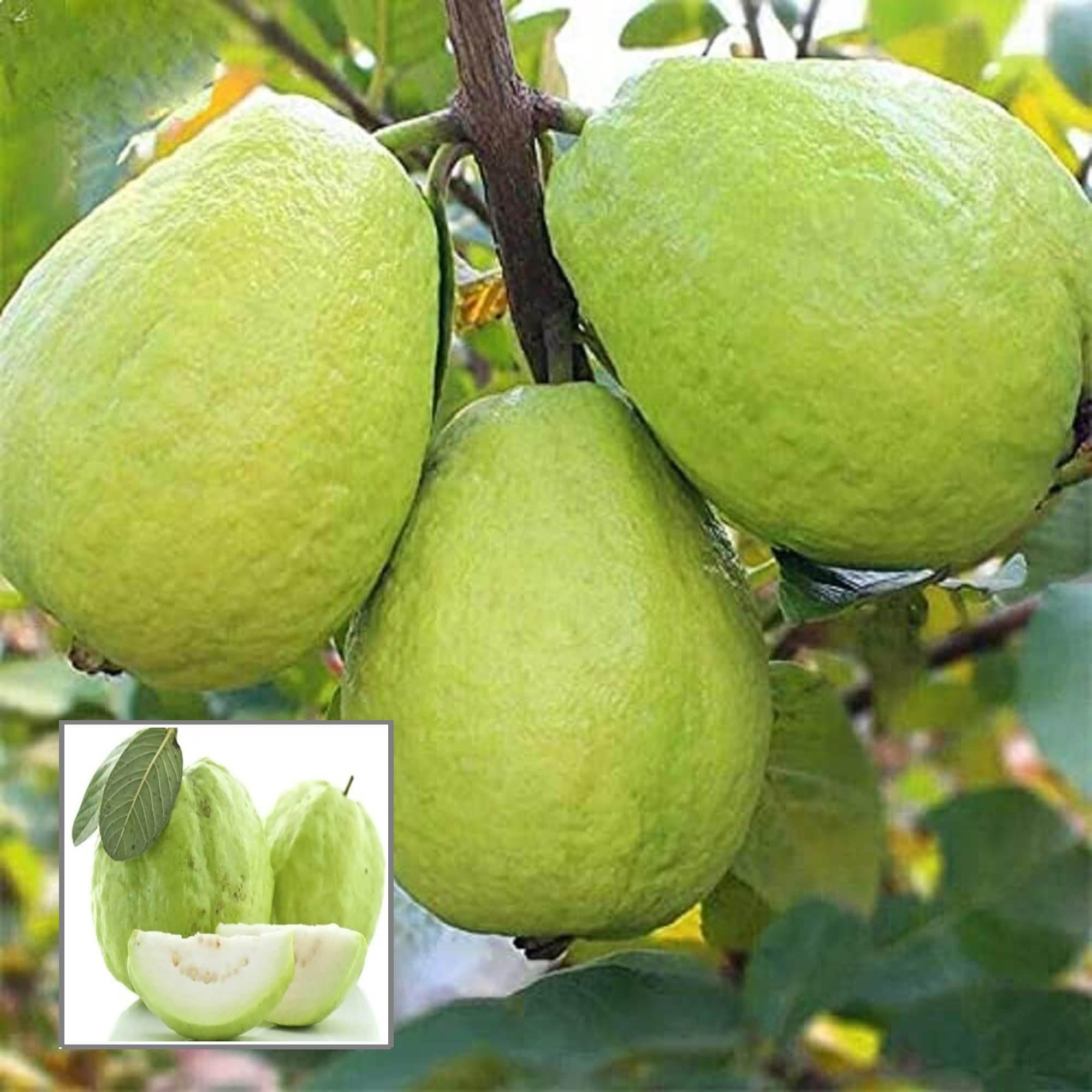 HAPING Thai 7 Guava Amrood Layering/Grafted Fruit Live Plant (1.5-3 Feet Height) (B0CV7YG6PB) Amazon Price History, Amazon Price Tracker