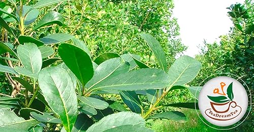 Miniatura 7 de Té Yerba Mate - Corte verde y tamizado - Impulso de energía sin ahumar - 100 bolsas de té - Repleto de nutrientes - Tu reemplazo perfecto de café