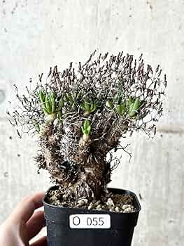 万物想 isla del pescado - Tylecodon reticulatus-万物想
