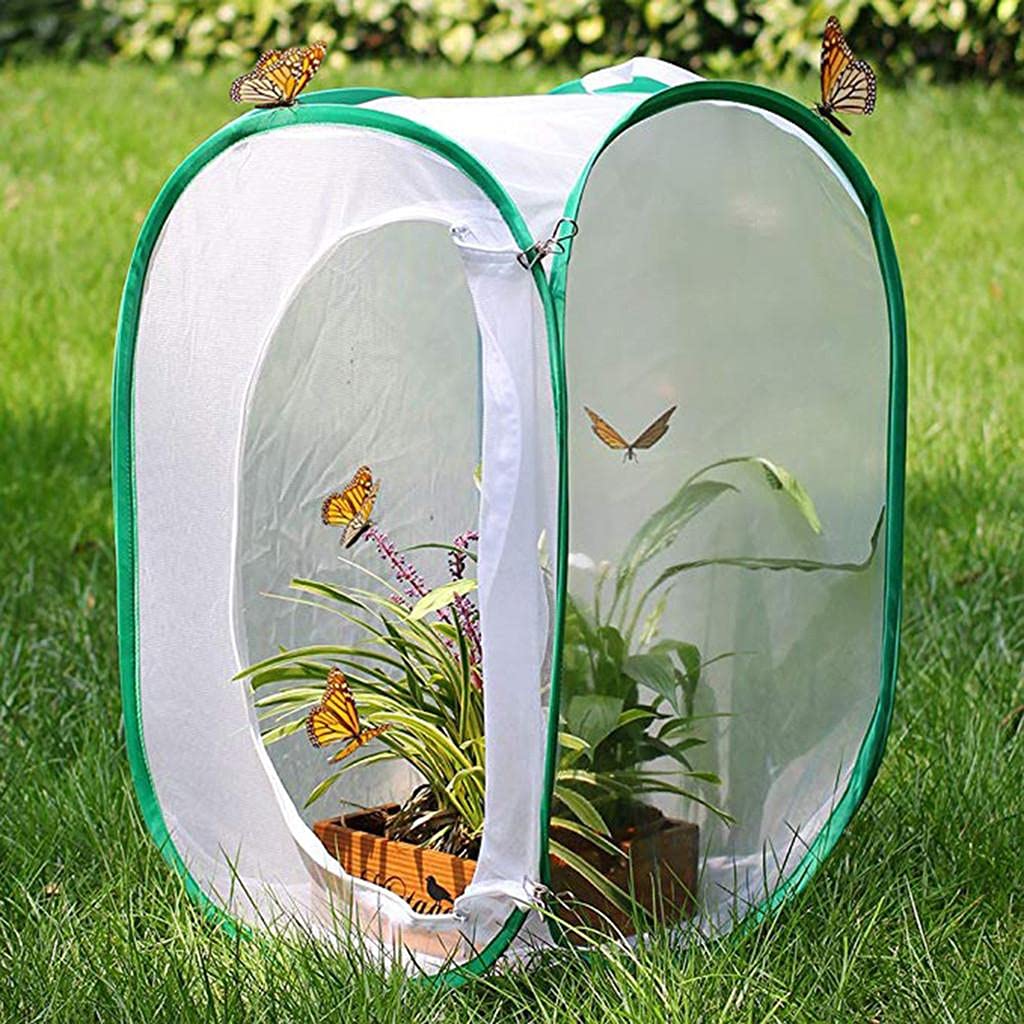 でんでん虫：箱畳む＋透明ケース有 Amazon | 通気性 爬虫類 飼育ケース 透明 アクリルケージ 小動物