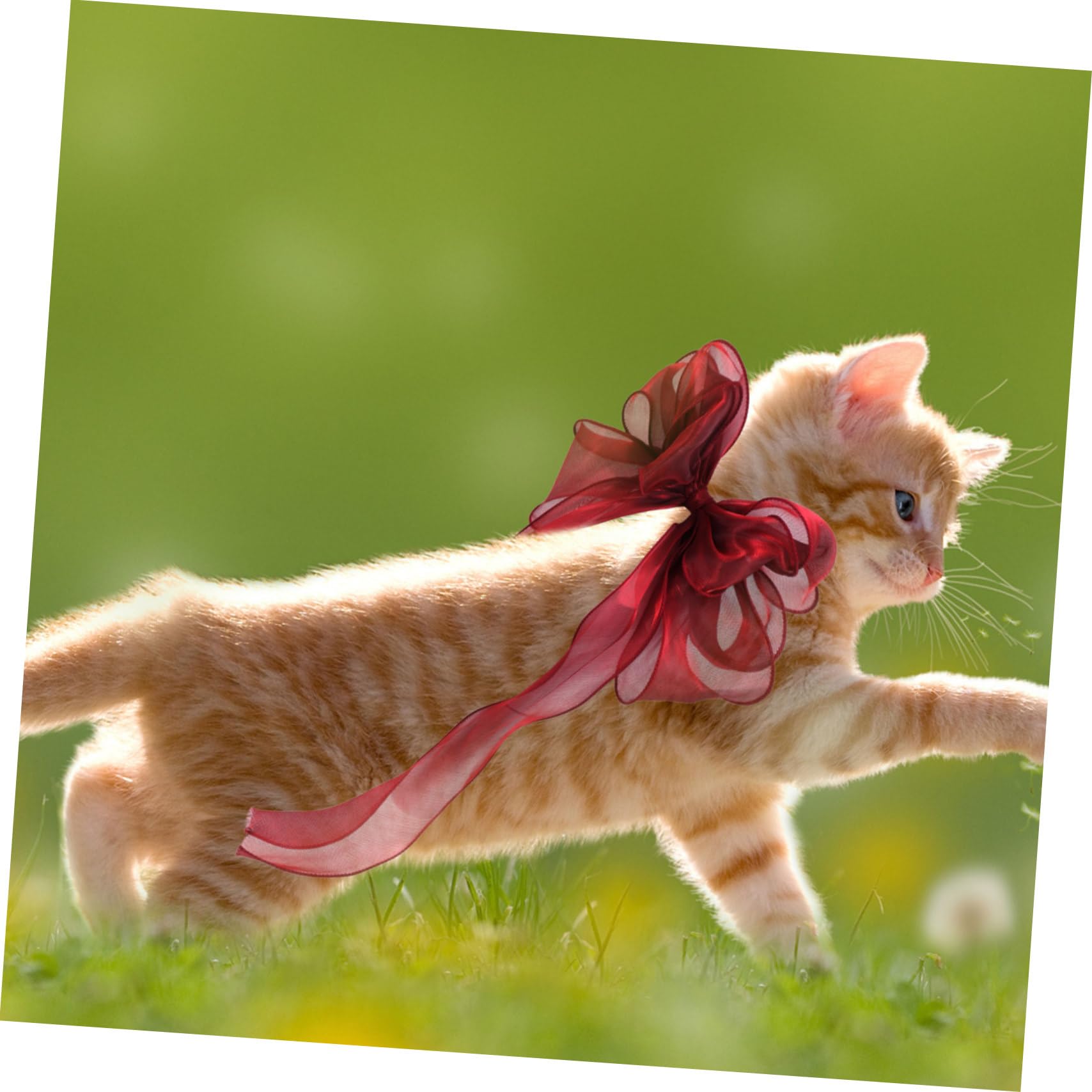 Abaodam Collier pour Chat avec Nœud Décoratif Réglable pour Chaton Et Chat Confortable