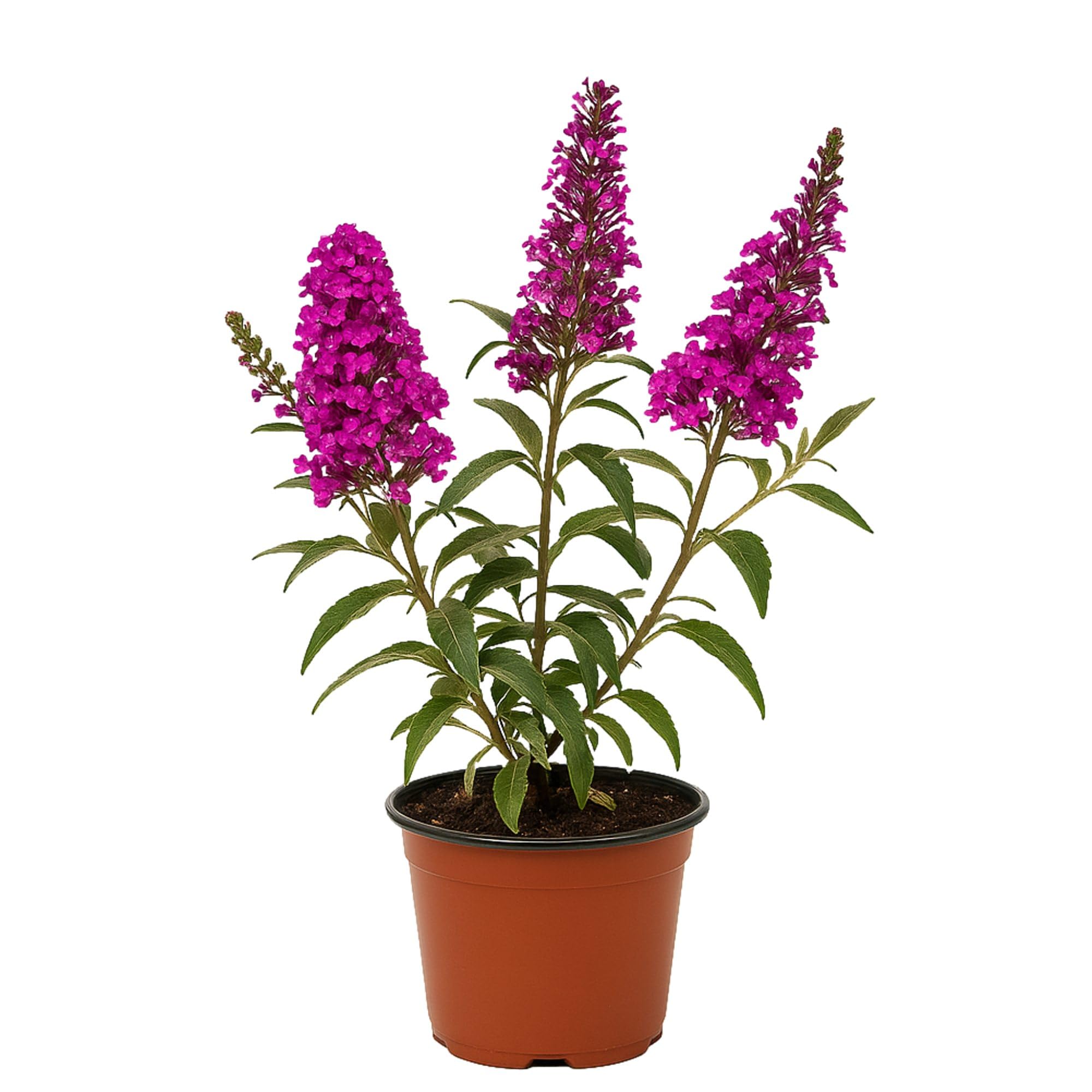 Easy to Grow Buddleia Butterfly Bush Buzz Hot Raspberry