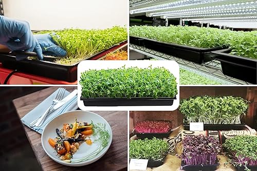 Miniatura 6 de BeGrit 1010 Bandeja sin agujeros Bandeja de cultivo Bandeja de drenaje Bandeja de drenaje Microgreens 10-Pack Verde