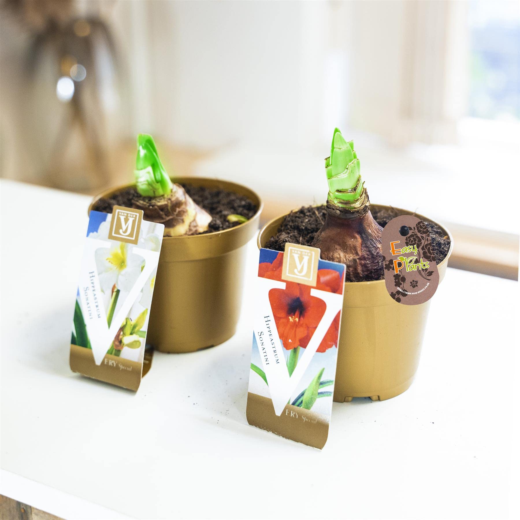 2 Amaryllis Hippeastrum Bulb Knight's Star Lily Pink White Red Colour in 10cm Pot