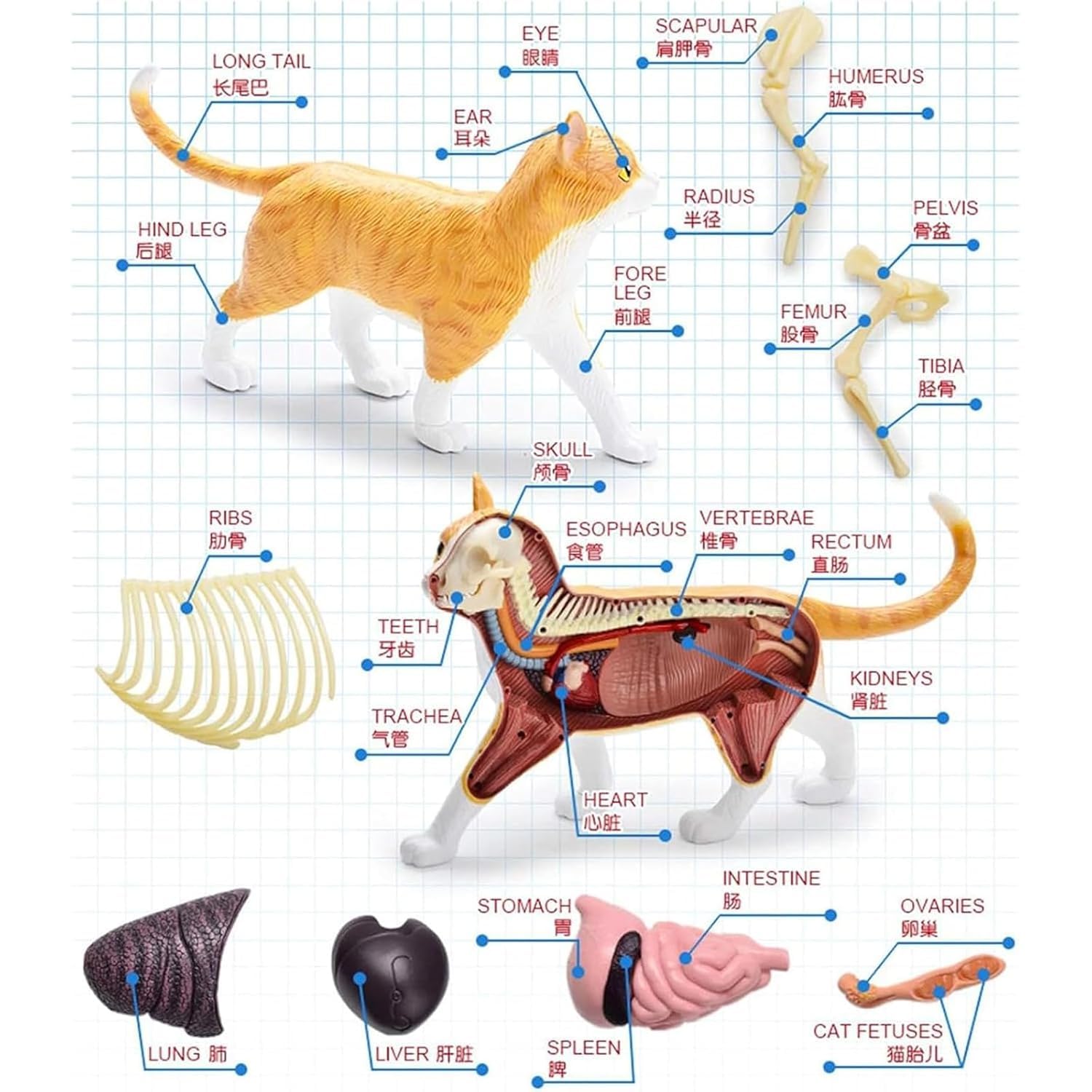 Modello Anatomico di Gatto 4D 28 Pezzi Kit di Modelli di Anatomia dello Scheletro di Gatto Arancione 4D Il Modello, Lungo 30 Cm, Contiene 28 Organi E Parti del Corpo Staccabili