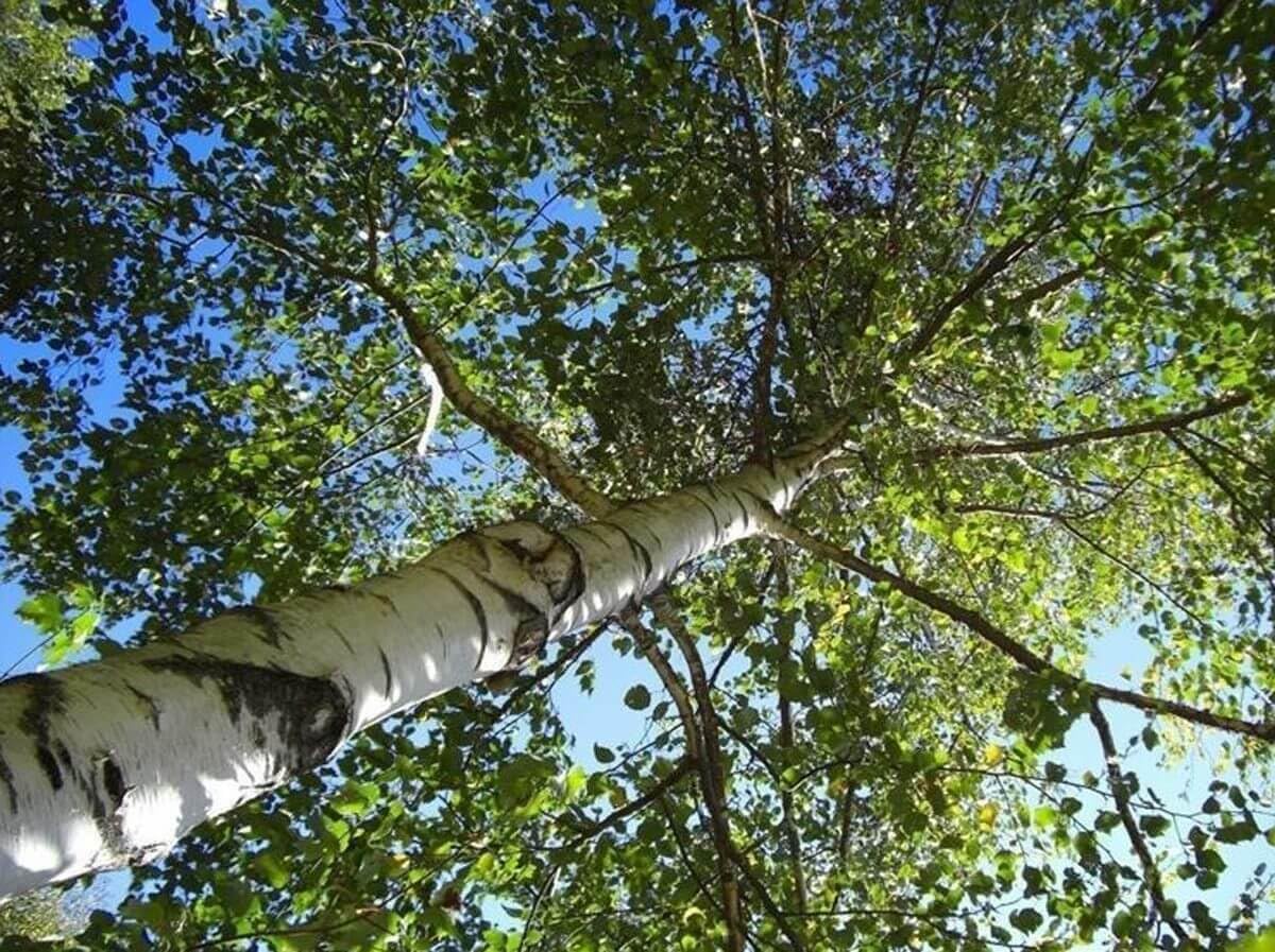 Betulla bianca alba "Betula pendula" in vaso ø28 cm h oltre 2 metri Vivaio di Castelletto