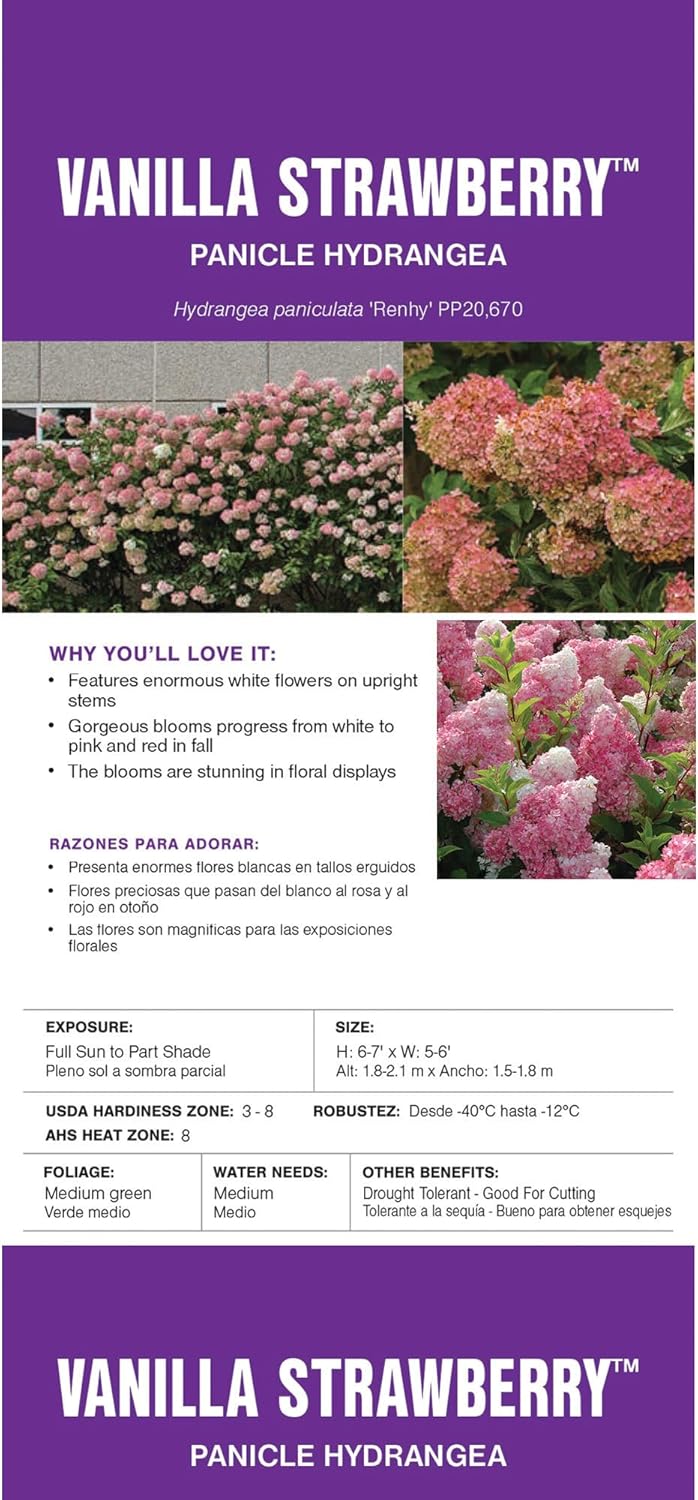 First Editions 3 Gal. Vanilla Strawberry Hydrangea Shrub
