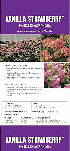 Miniatura 5 de Arbusto de hortensias de vainilla y fresa de 3 galones