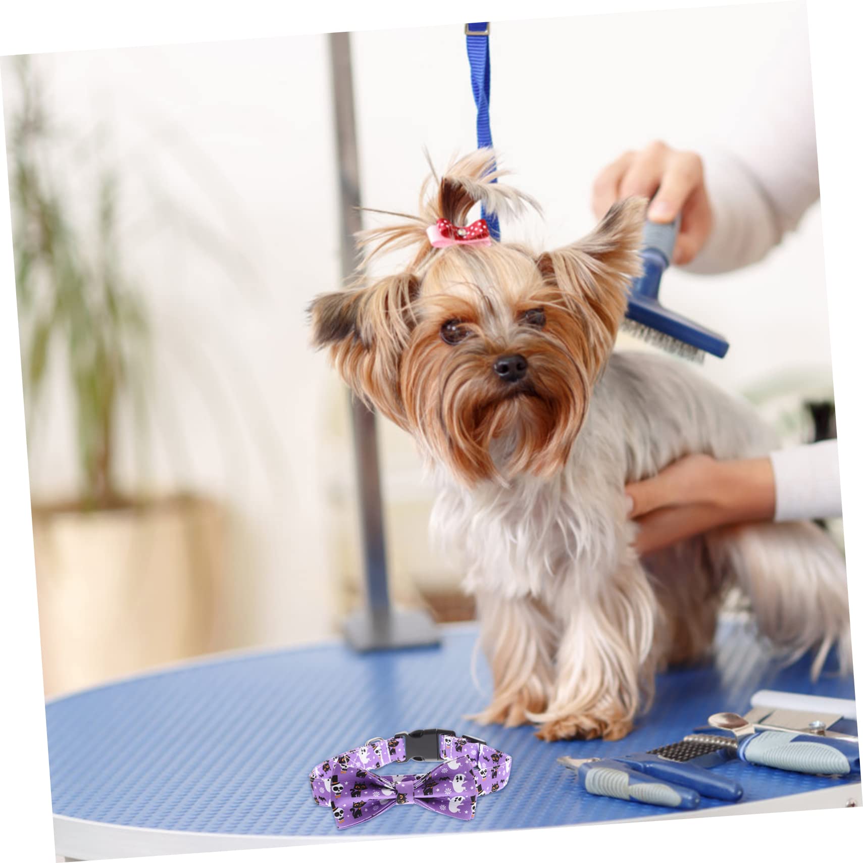 BESPORTBLE 4stücke Decoratives Katzenhalsband Mit Abnehmbarem Schleifen-Design Für Halloween Verstellbares Süßes Und Sicheres Halsband Für Haustiere