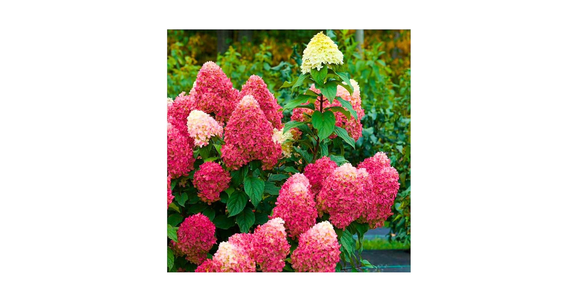 hydrangea0223ページ Hydrangea 'Annabelle' | Kennedy's Country Gardens | Garden