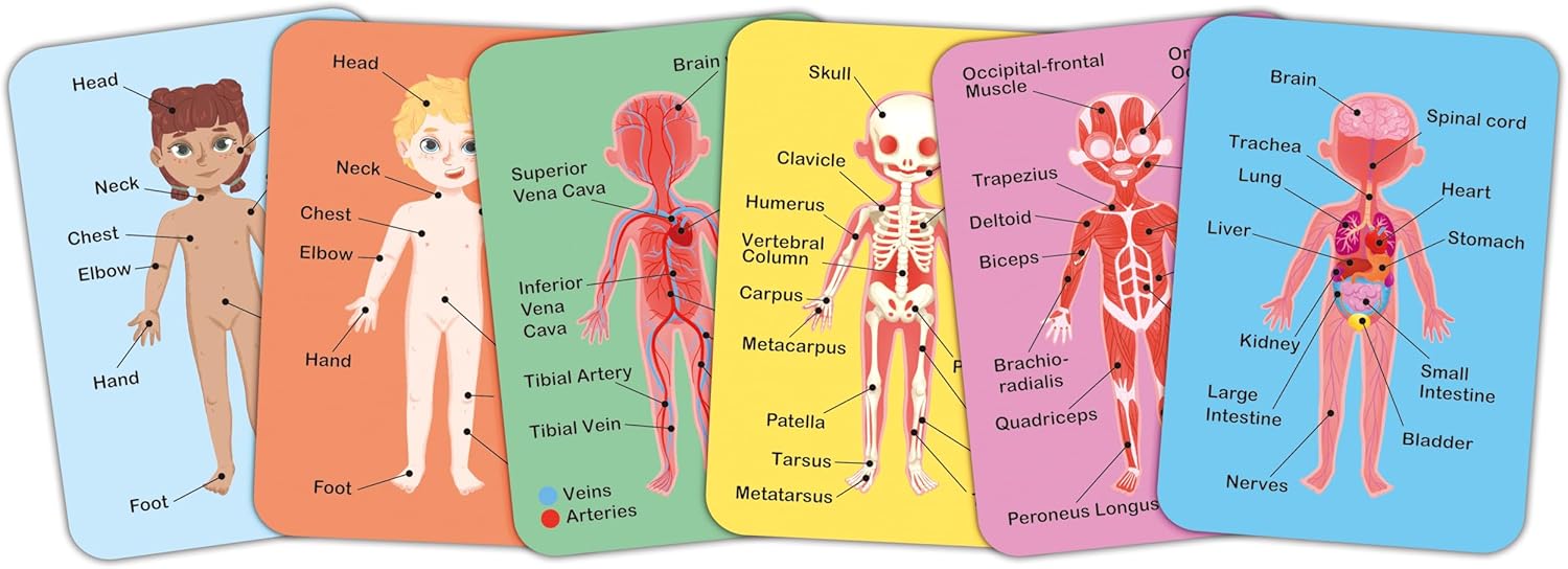 Six educational cards showing different human body systems with labels
